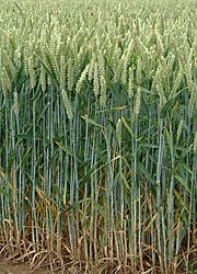 Archivo:Wheat field