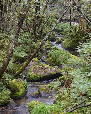 Archivo:Xiangshui Creek, Wuying National Forest Park, Heilongjiang, China (6 September 2016)