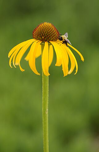 Yellow Coneflower Echinacea paradoxa Single Flower Bee 1895px.jpg