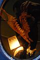 Zygomaturus trilobus jaw