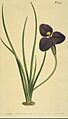 1041 Patersonia sericea