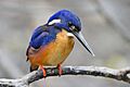 Alcedo azurea - Julatten