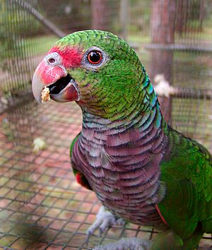 Archivo:Amazona vinacea -RSFP-8a-1c