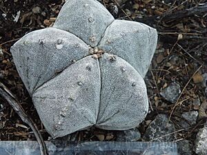 Archivo:Astrophytum myriostigma (5699825924)