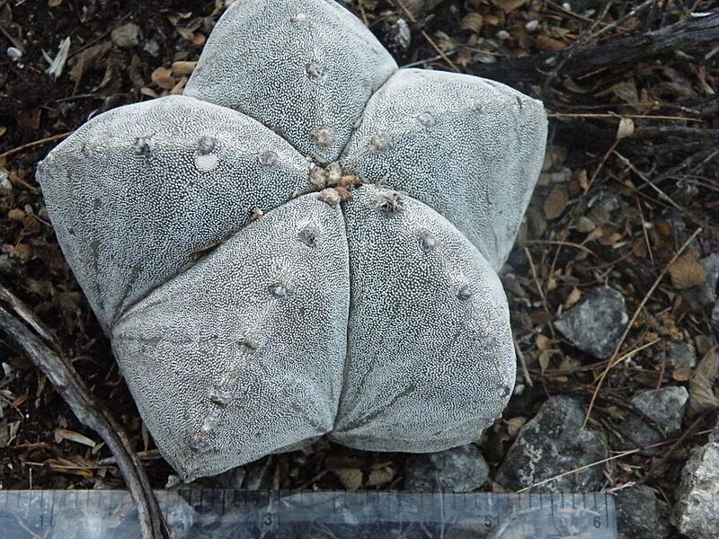 Astrophytum myriostigma (5699825924)