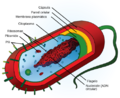 Average prokaryote cell- es