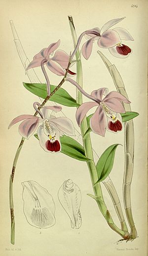 Archivo:Barkeria uniflora (as Barkeria elegans) - Curtis' 80 (Ser. 3 no. 10) pl. 4784 (1854)