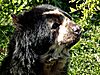Bear (19643251).jpeg