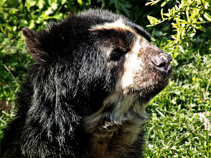 Bear (19643251)