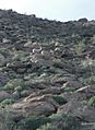Bighorn Sheep-Anza Borrego