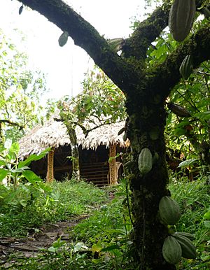 Archivo:Cacaotal y Usure en Yorkin Costa Rica