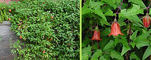 Archivo:Canarina canariensis