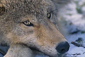 Archivo:Canis lupus pup closeup