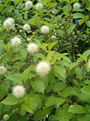 Archivo:Cephalanthus occidentalis BotGardBln07122011A