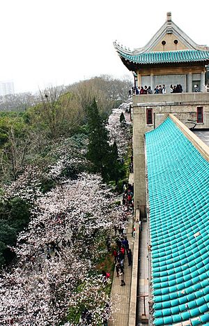 Archivo:Cherry Blossom in Wuhan University