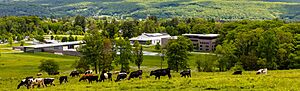 Archivo:Clark Art Institute View From Stone Hill