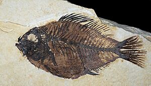 Archivo:Cockerellites liops Green River Formation