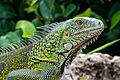 Curacao Iguana iguana 2021 3