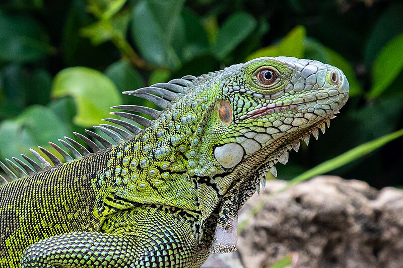 Curacao Iguana iguana 2021 3