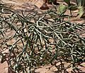 Cylindropuntia arbuscula 1