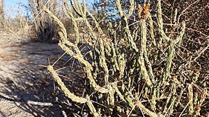 Archivo:Cylindropuntia tesajo 7