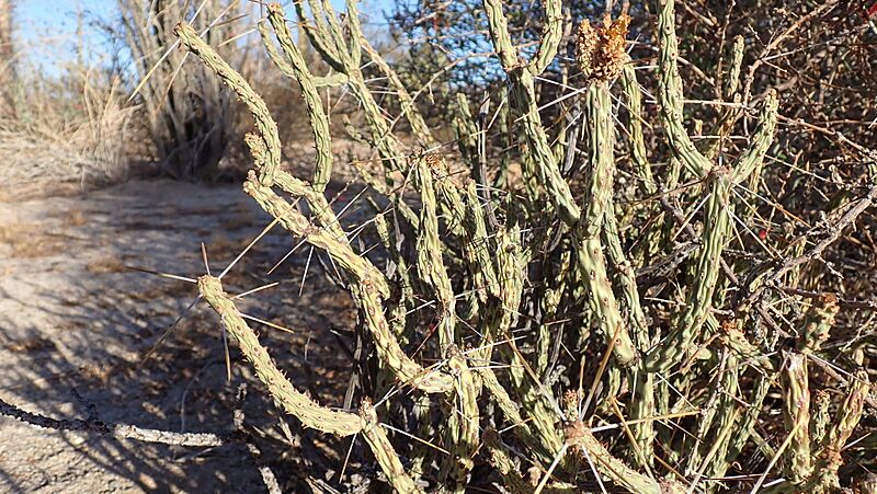Cylindropuntia tesajo 7