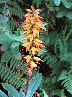 Archivo:Digitalis (Isoplexis) canariensis 2