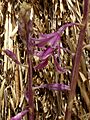 Dipodium elegantulum4