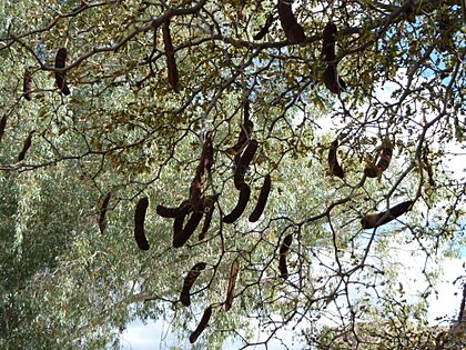 Archivo:Ebenopsis ebano Cutler P1390840
