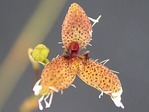 Archivo:Effusiella ornata