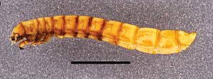 Archivo:Eleodes (Eleodes) tribulus larva