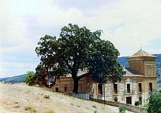 Encina.jpg