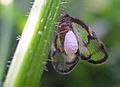 Moth Epiricania hagoromo (Epipyropidae) alimentándose de Euricania facialis