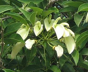 Erythrina crista-galli var leucochlora.jpg