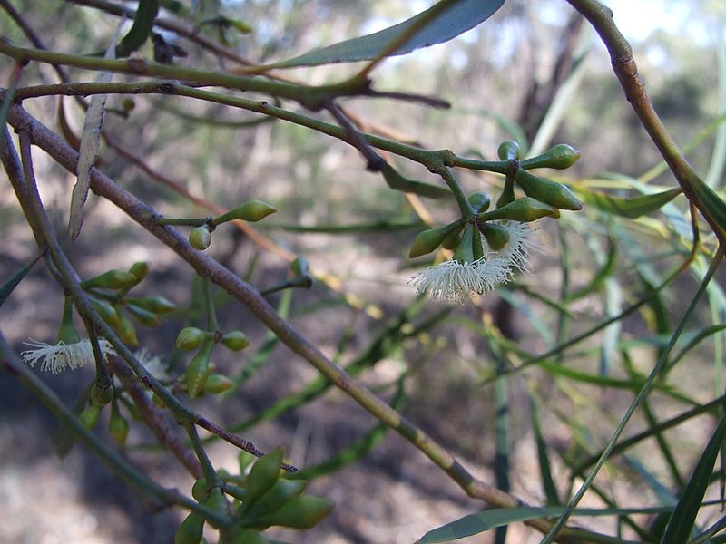 Eucalyptus viridis