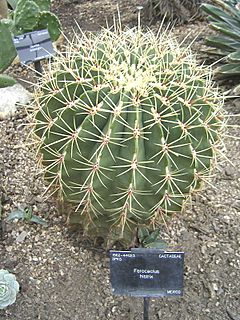 Ferocactus histrix1.JPG