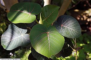 Archivo:Ficus petiolaris 12zz