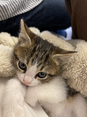 Archivo:Gato bebé