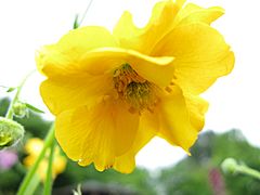 Geum chiloense 'Gold Ball'2.jpg