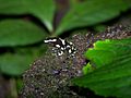 Green and Black Poison Arrow Frog