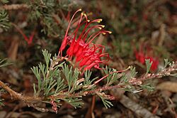 Grevillea humifusa.jpg