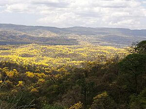 Archivo:Guayacanes-3-min-1024x768