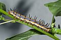 Gulf fritillary (Agraulis vanillae) caterpillar on Passiflora incarnata