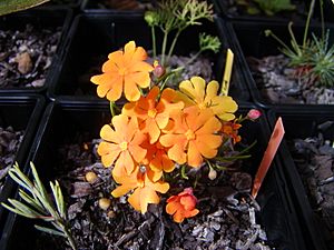 Archivo:Hibbertia stellaris