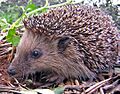Igel