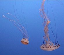 Archivo:Jellyfish-monterey-2003-08