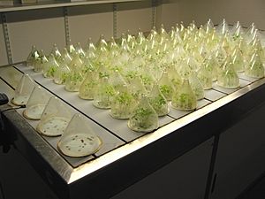Archivo:Kiemtafel (germination table)
