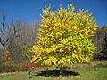 Lasdon Arboretum - Maclura pomifera - IMG 1420