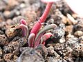Lewisia rediviva (4351640736)