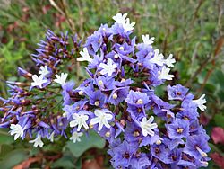 Limonium sventenii - flowers.jpg